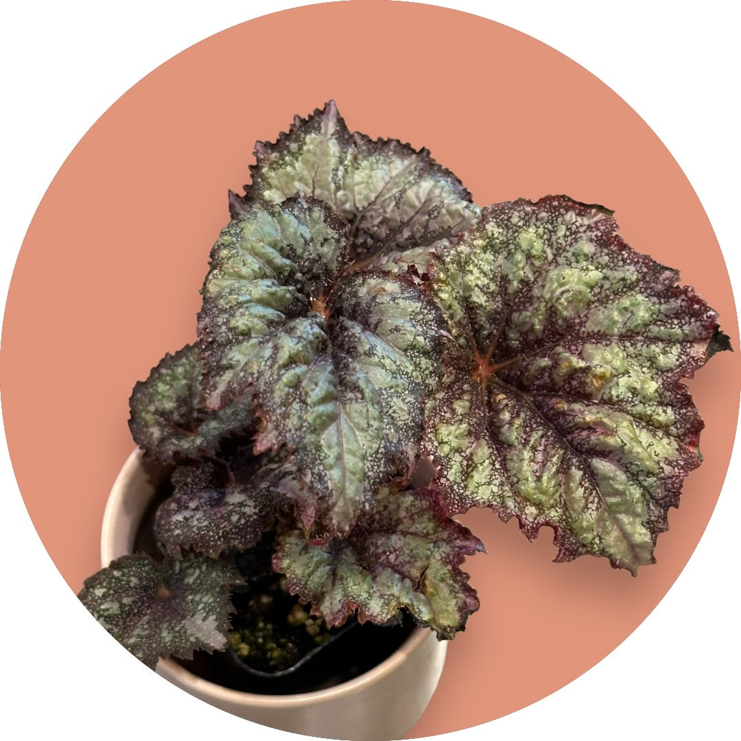 Begonia Rex Hybrids