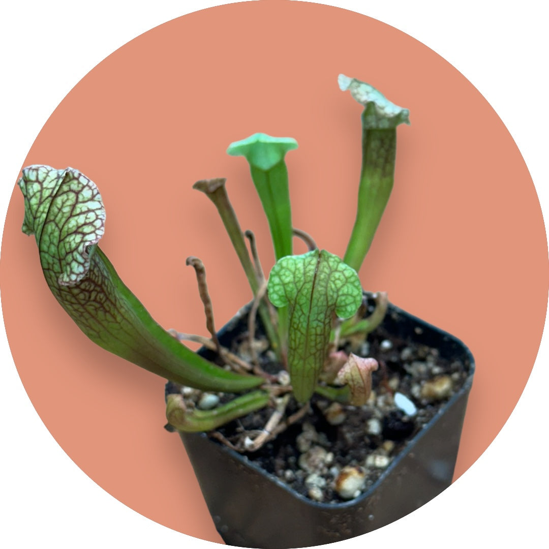 Carnivorous - Pitcher Plant - Sarracenia Velvet