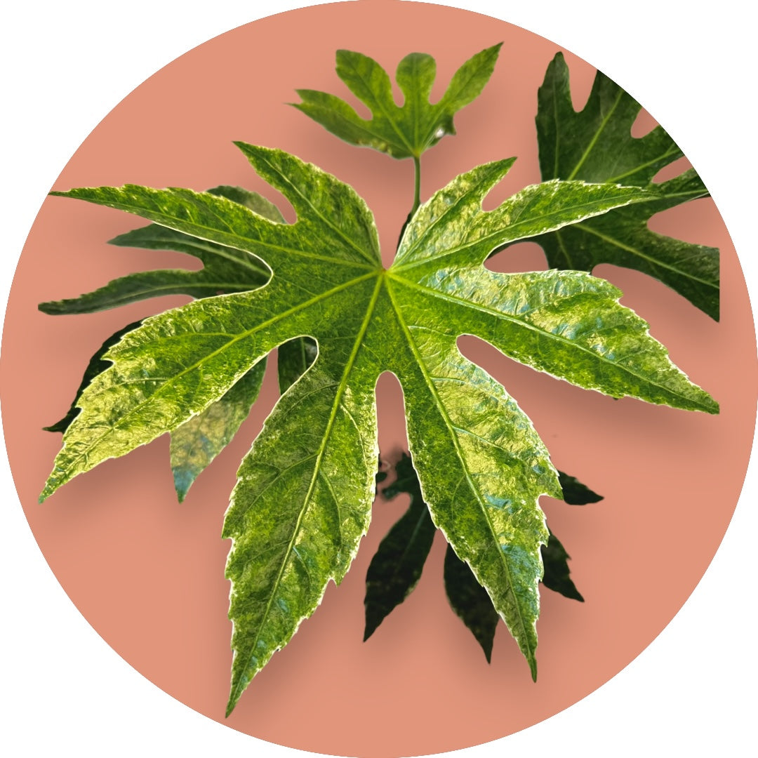 Fatsia Japonica 'Spider Web'