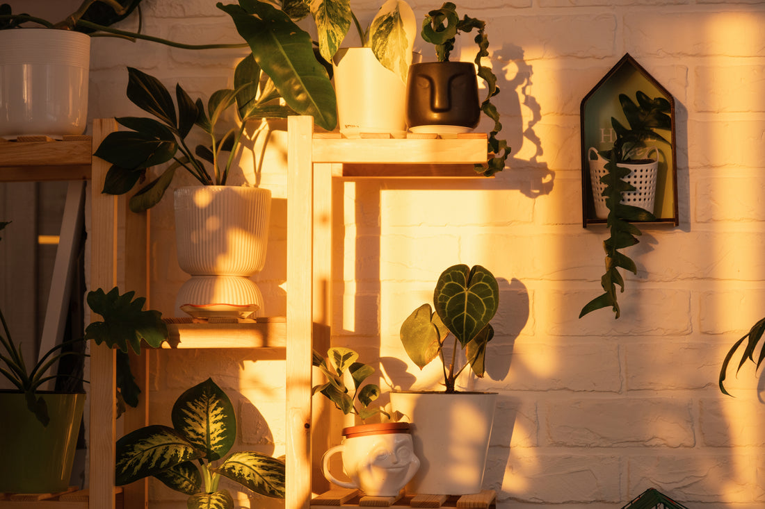 Green Therapy: How Houseplants Purify Air and Boost Your Mood