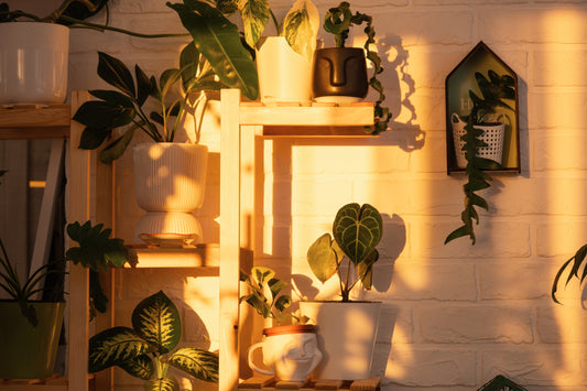 Green Therapy: How Houseplants Purify Air and Boost Your Mood