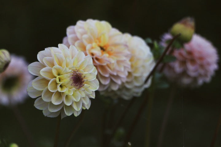 Dahlia - 'Wine Eyed Jill'