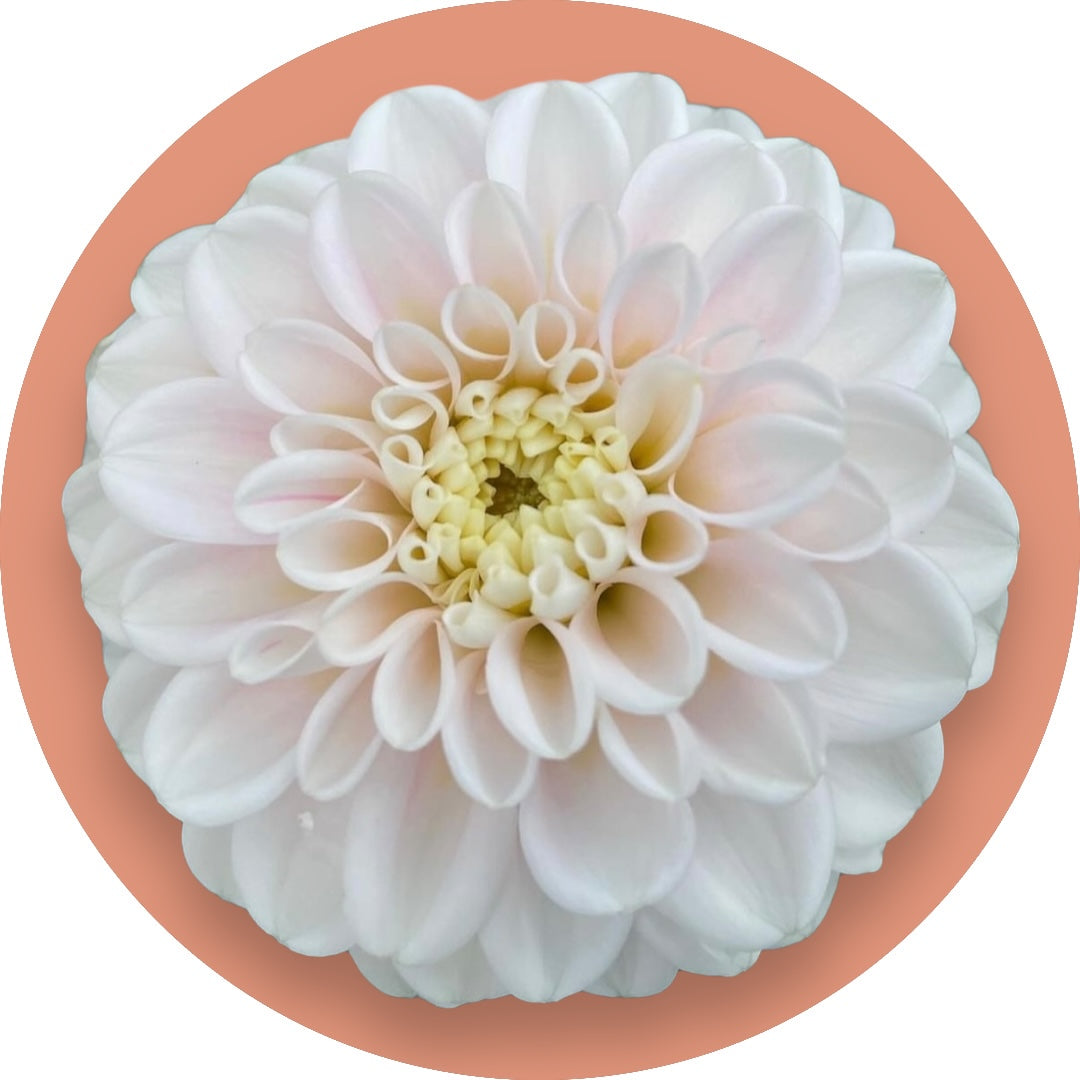 Dahlia - 'White Wizard'