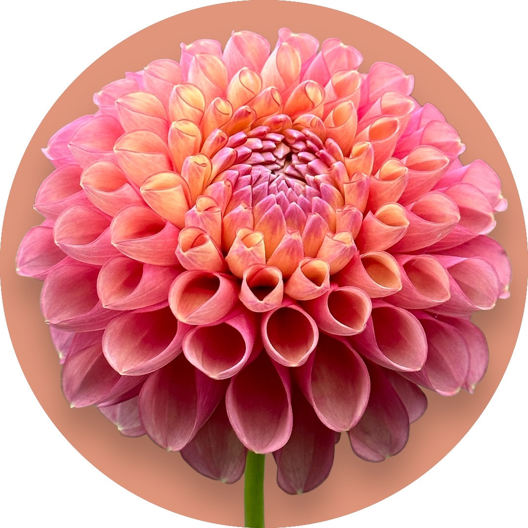 Dahlia - 'Jowey Frambo'