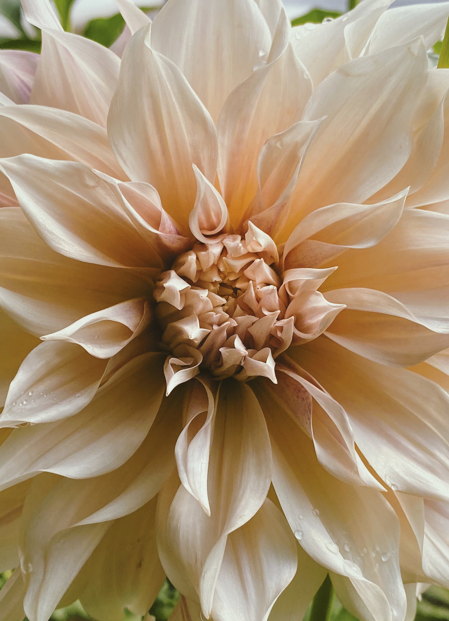 Dahlia - 'Cafe au Lait'