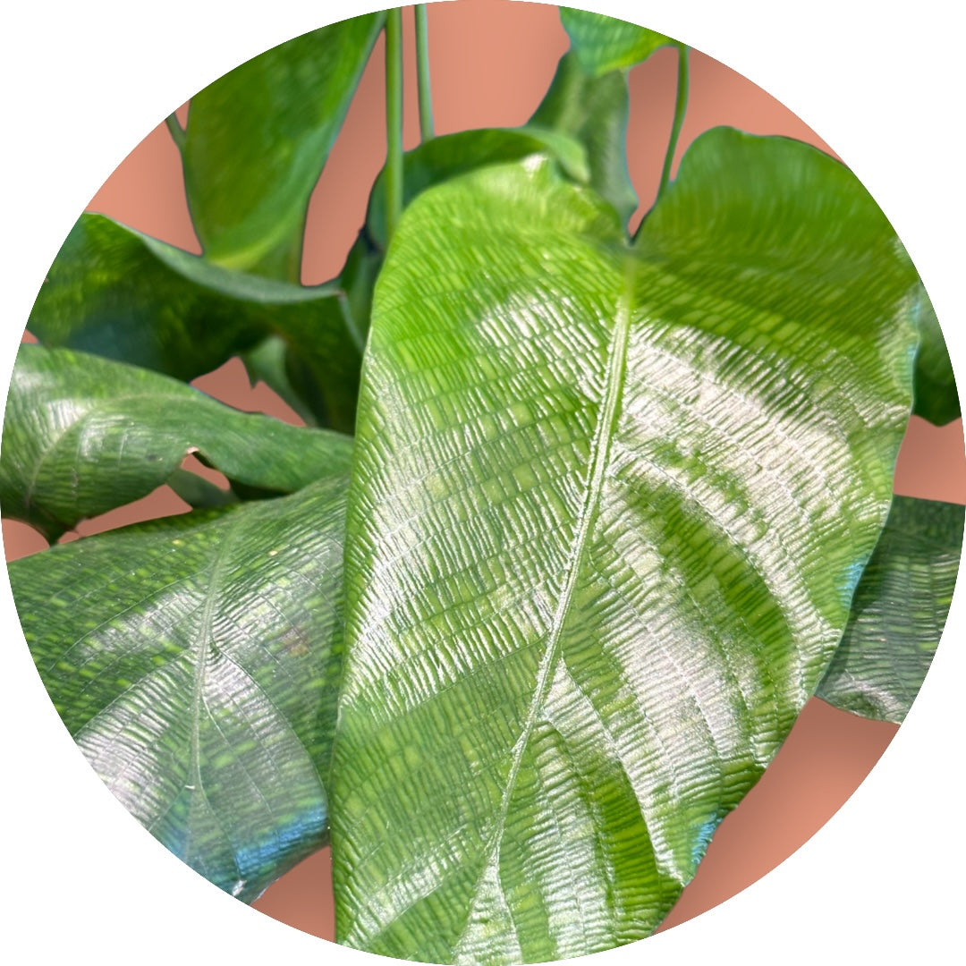 Calathea Musaica