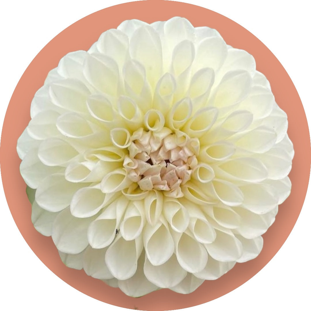 Dahlia - 'BoomBoom White'