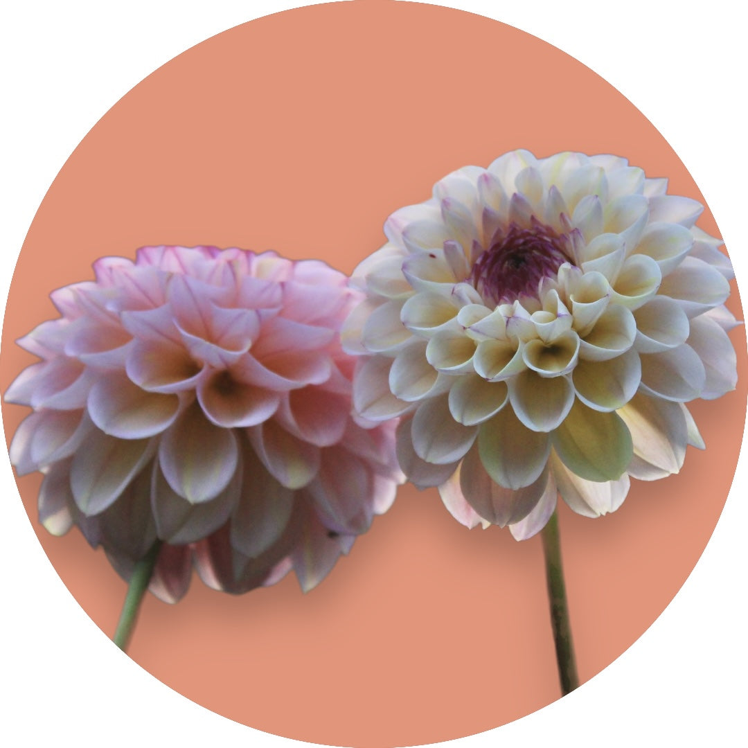 Dahlia - 'Wine Eyed Jill'