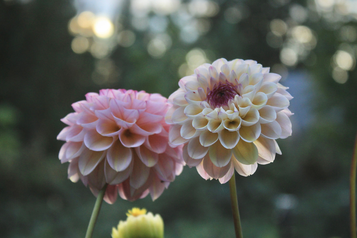 Dahlia - 'Wine Eyed Jill'