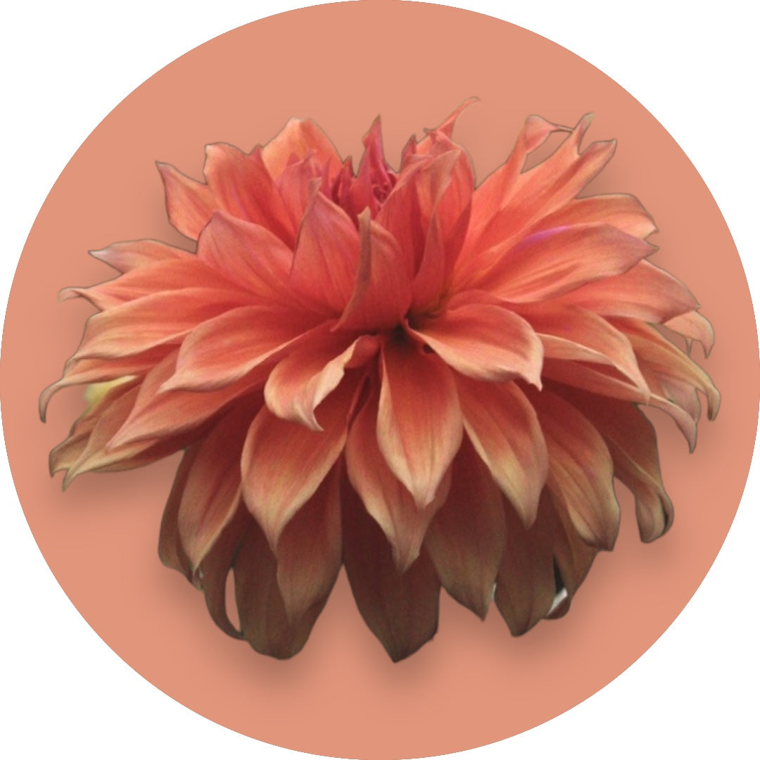 Dahlia - 'Babylon Bronze'