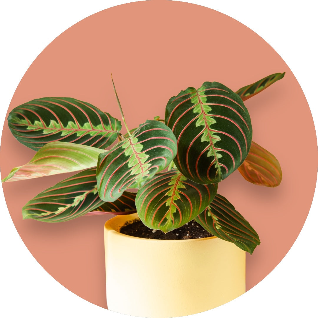 Prayer Plant