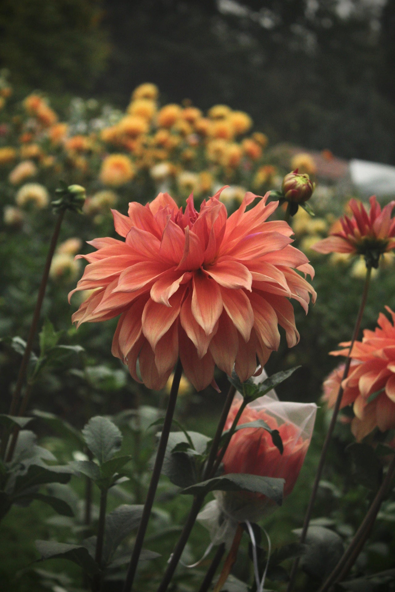 Dahlia - 'Babylon Bronze'