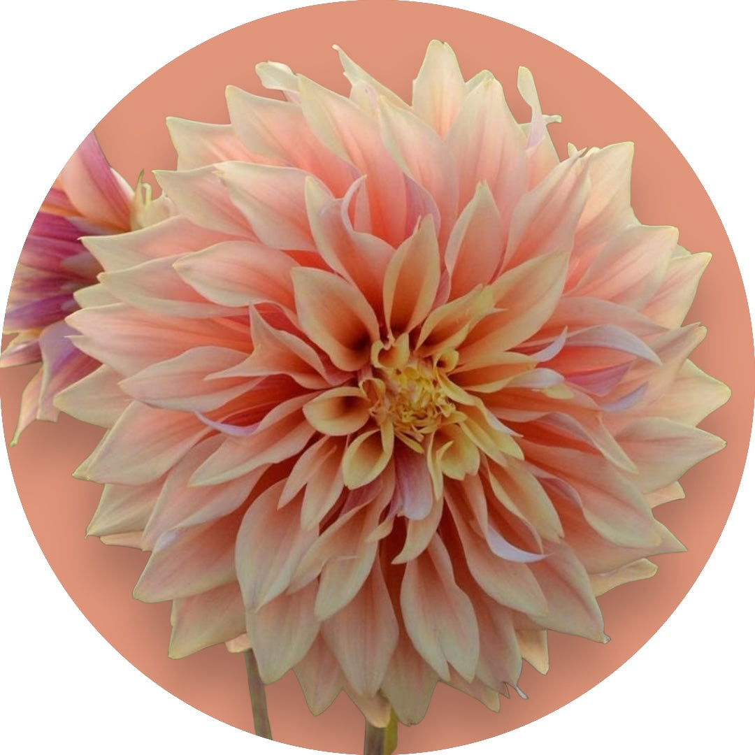 Dahlia - 'Tyrell' – Verdant Rebellion Plant Emporium