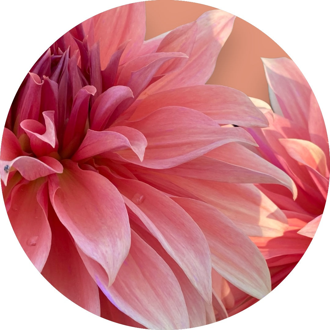 Dahlia - 'Babylon Bronze'