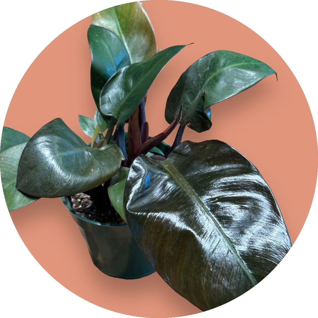 Philodendron Black Cardinal