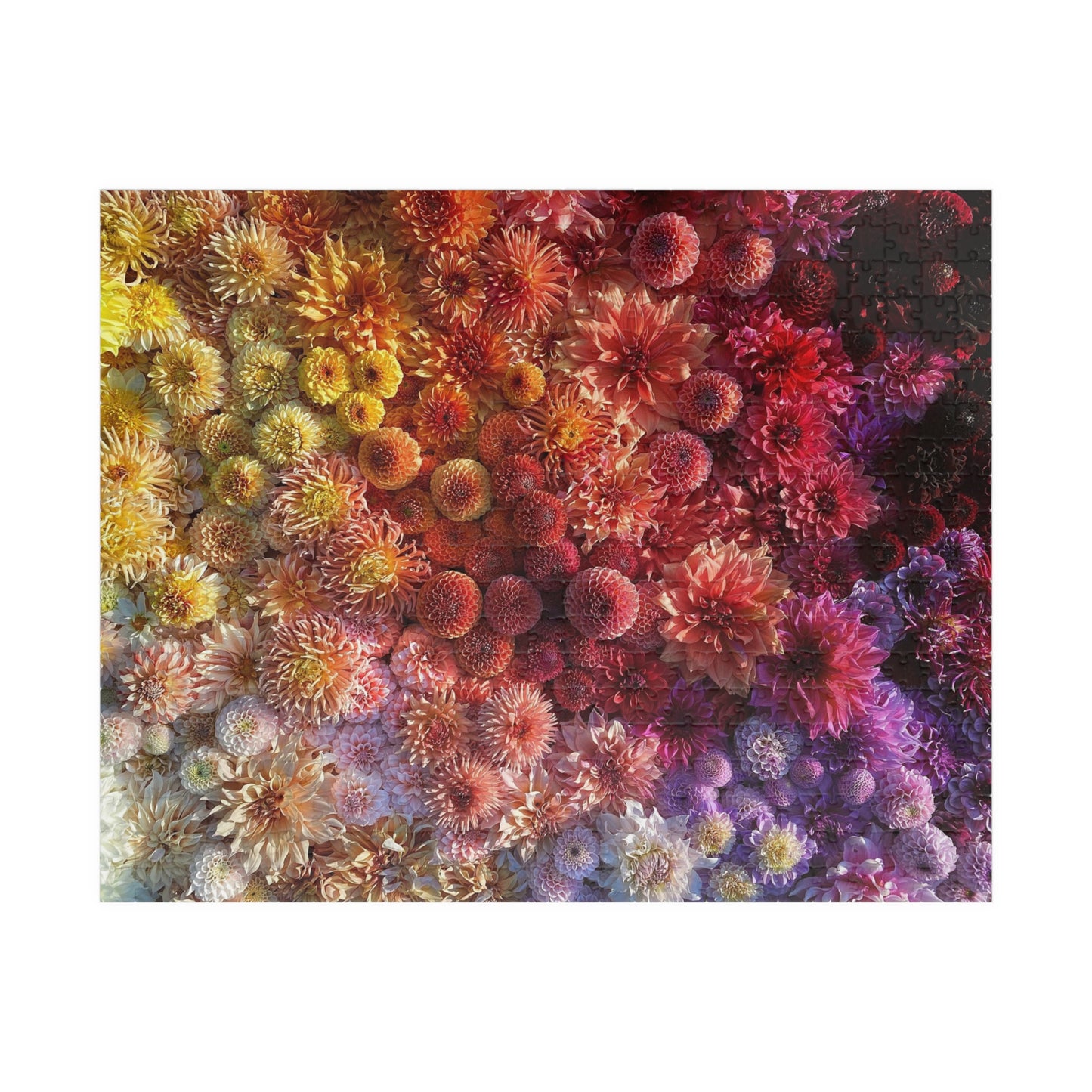 Bonny Blooms Dahlia Puzzle (110, 252, 520, 1014-piece)