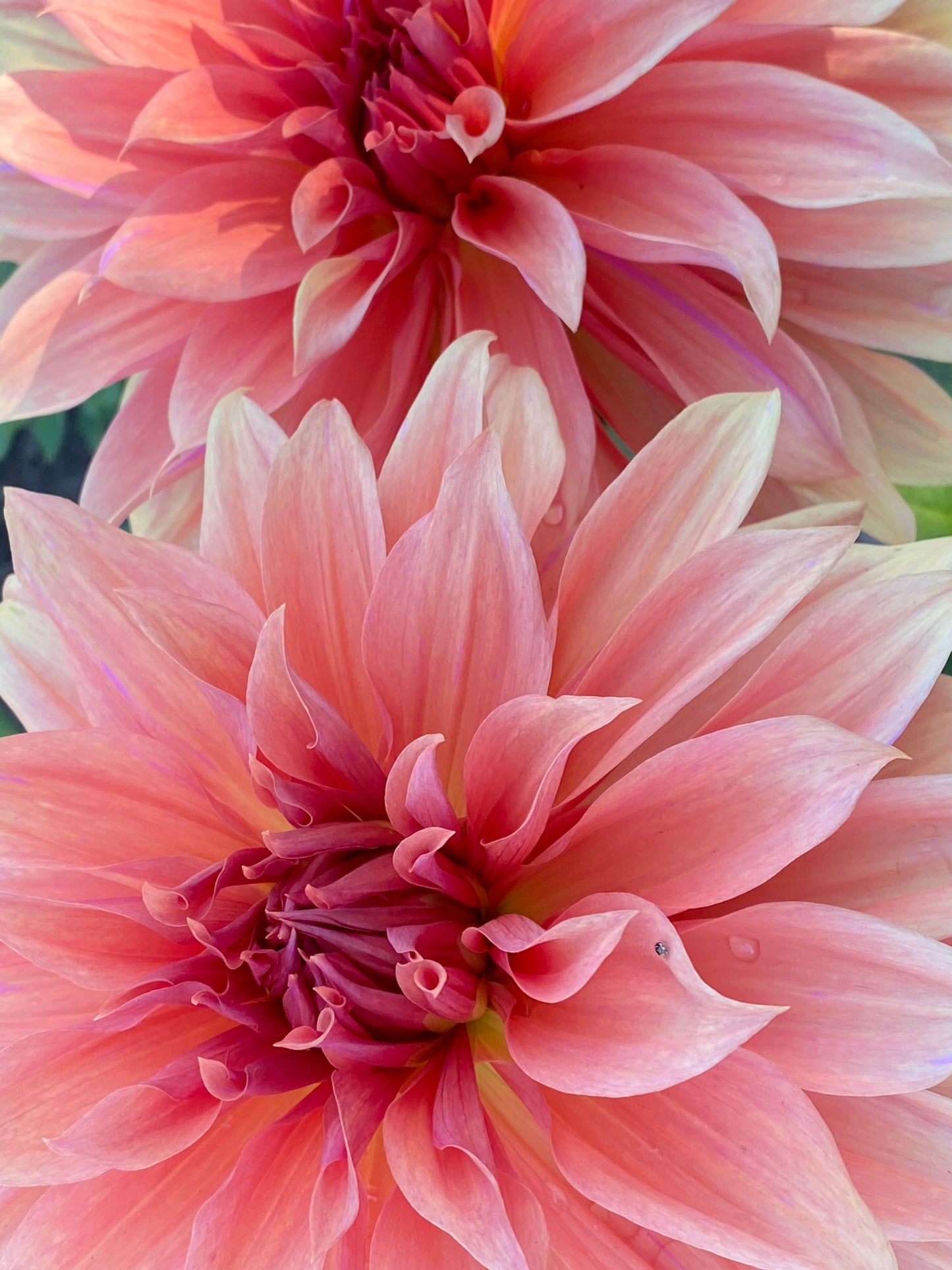 Dahlia - 'Babylon Bronze'