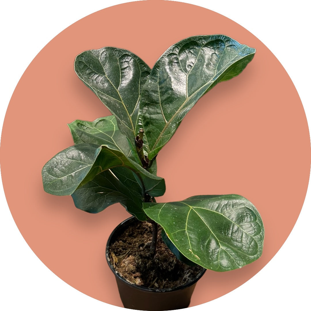 Fiddle-Leaf Fig