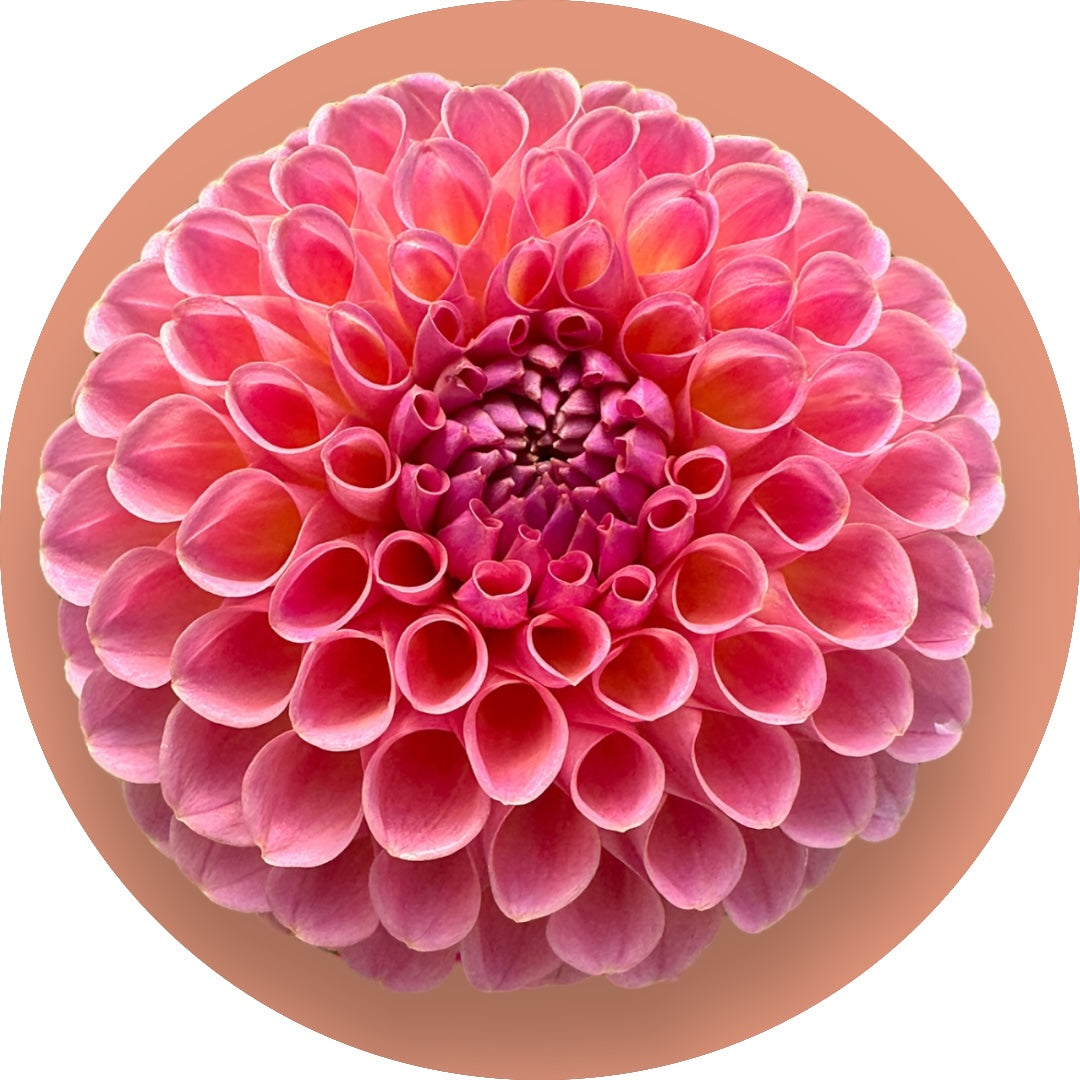 Dahlia - 'Jowey Winnie'