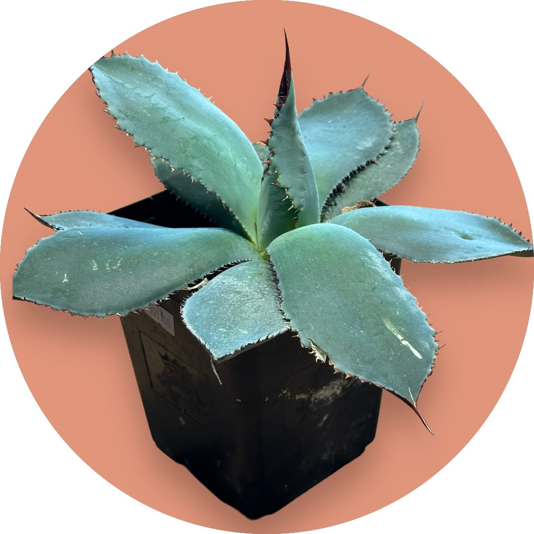 Century Plant - Agave Guadalajarana