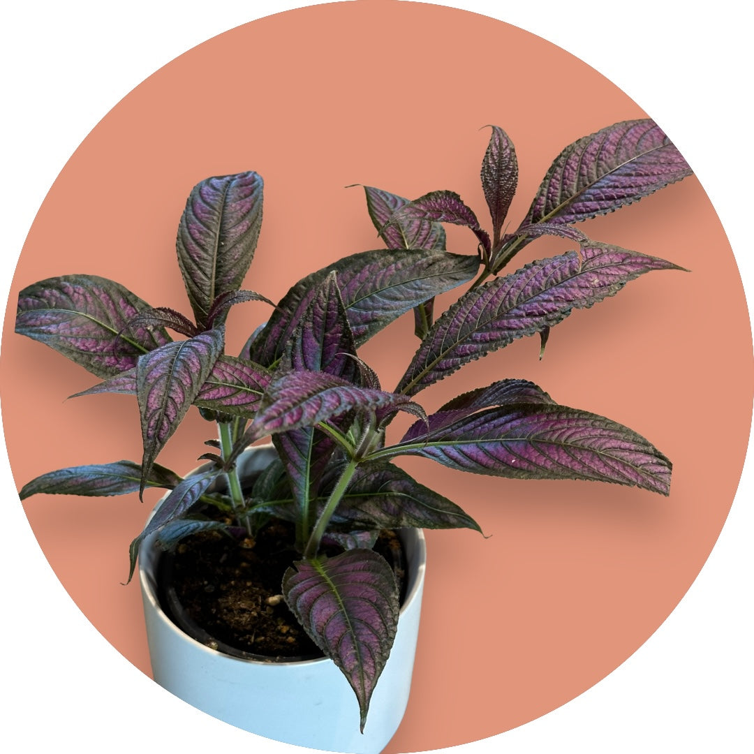 Persian Shield