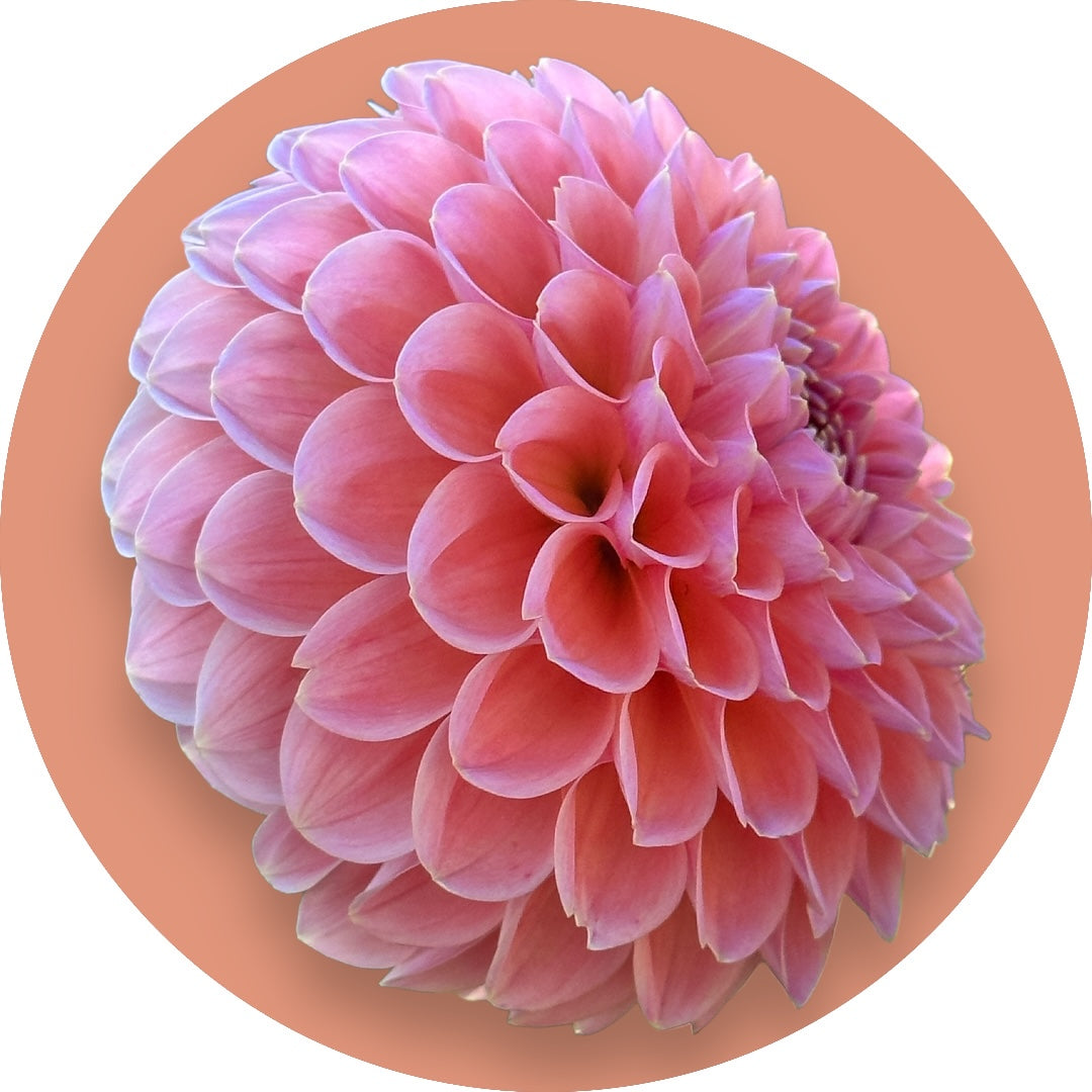 Dahlia - 'Linda's Baby'