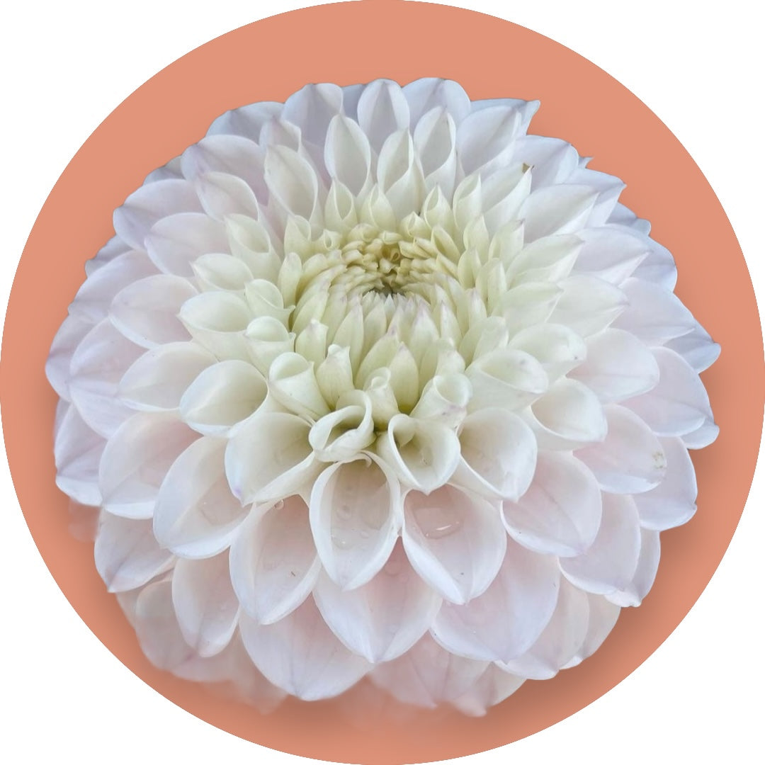 Dahlia - 'Pink Pearl'