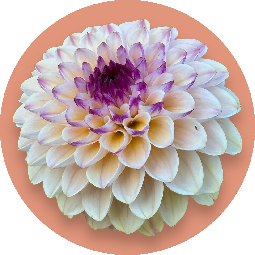 Dahlia - 'Wine Eyed Jill'