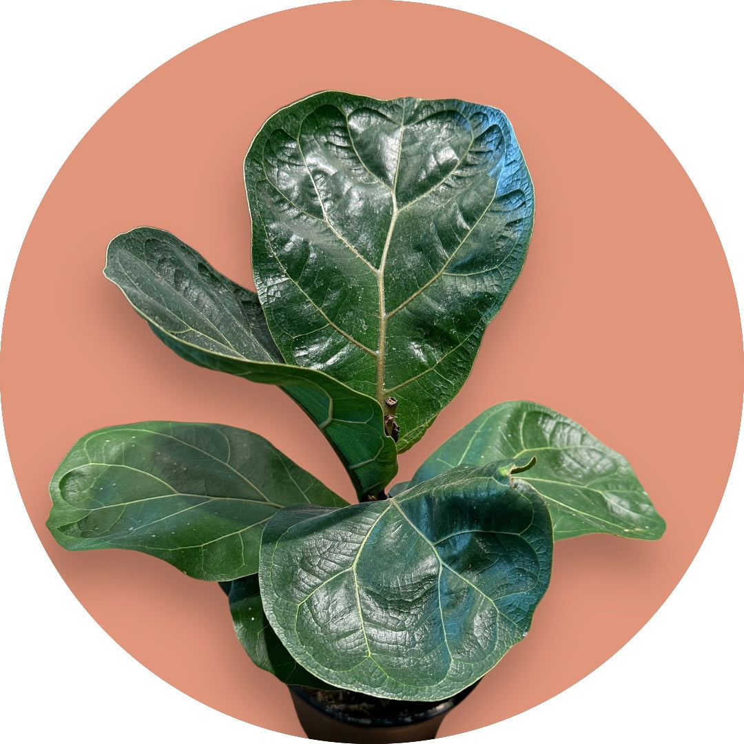 Fiddle-Leaf Fig