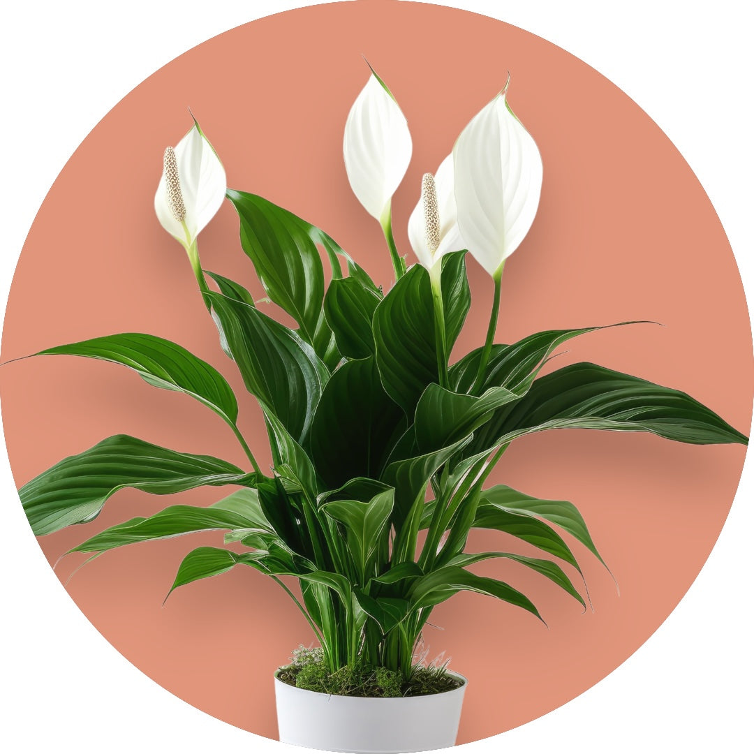 Peace Lily