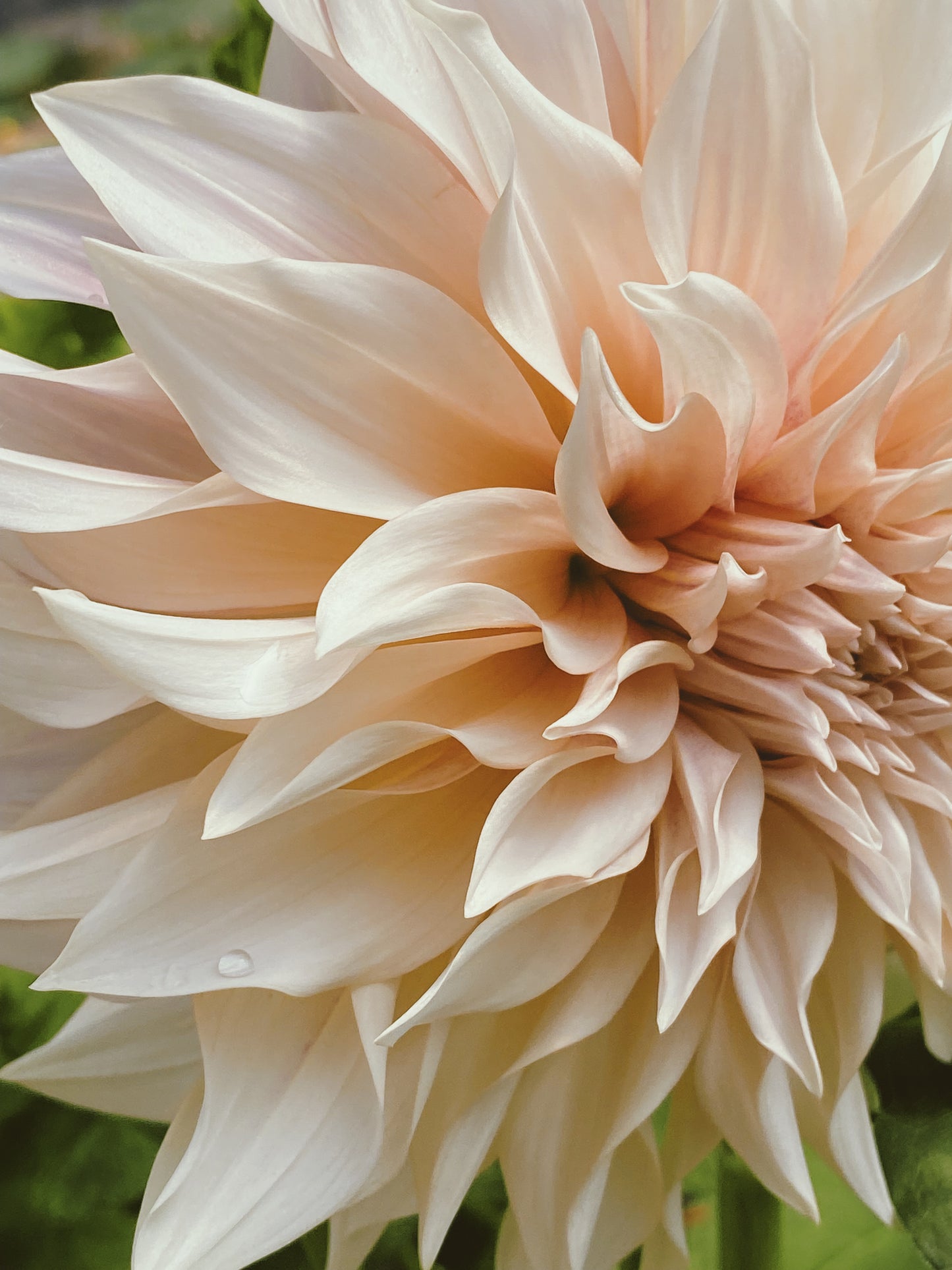 Dahlia - 'Cafe au Lait'