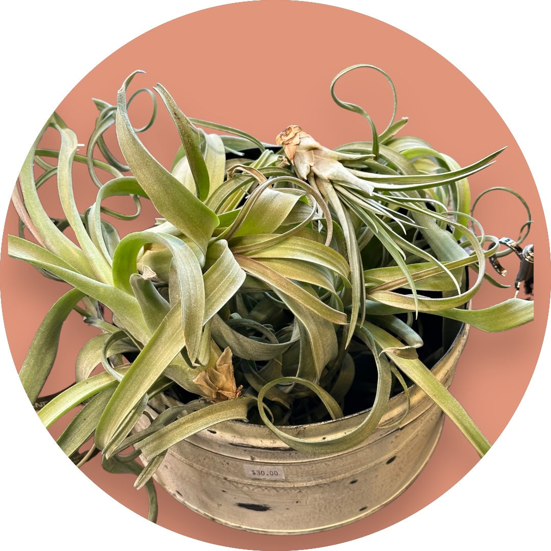 Tillandsia Curly Slim Air Plant