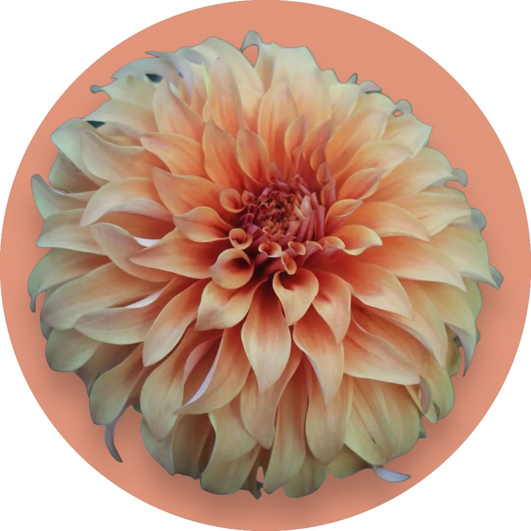 Dahlia - 'Hercules'