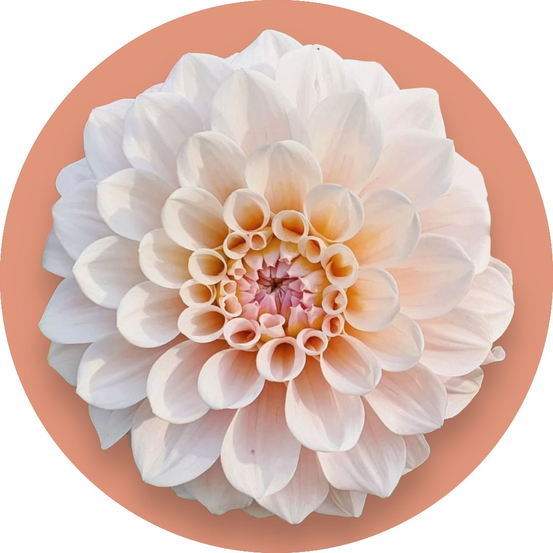 Dahlia - 'Sweet Nathalie'