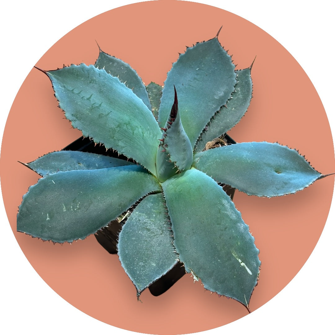 Century Plant - Agave Guadalajarana