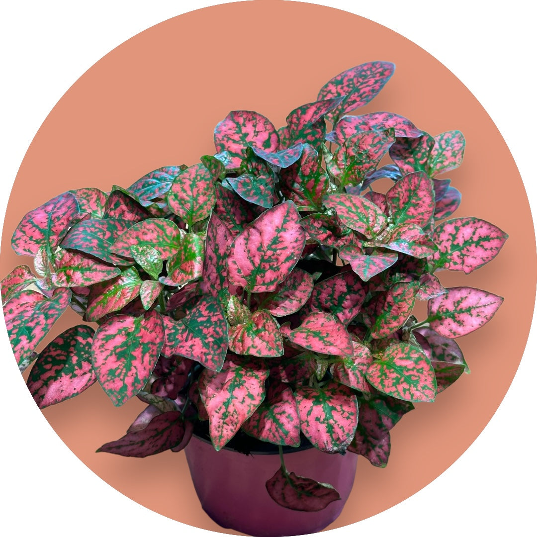 Polka dot plant