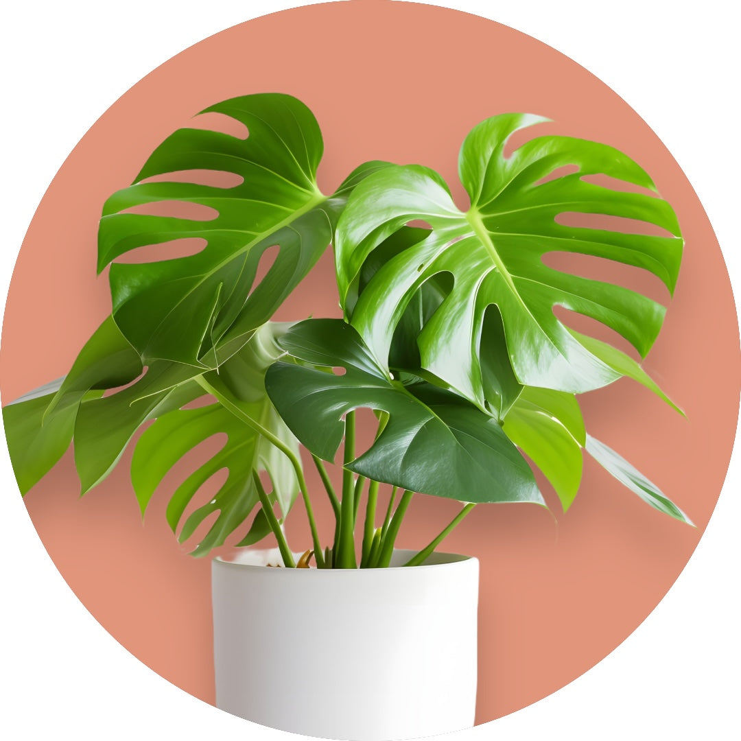 Monstera deliciosa