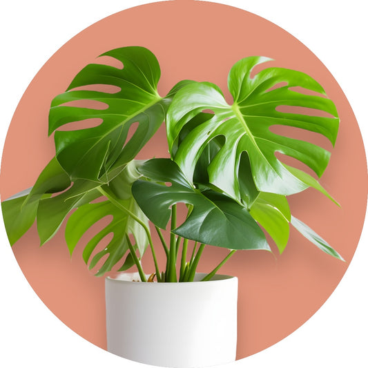 Monstera deliciosa