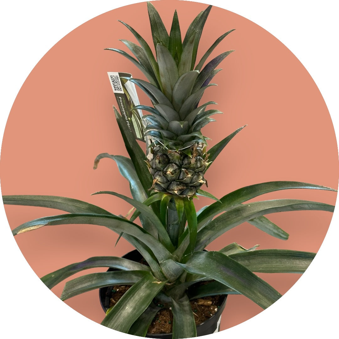 Pineapple Plant