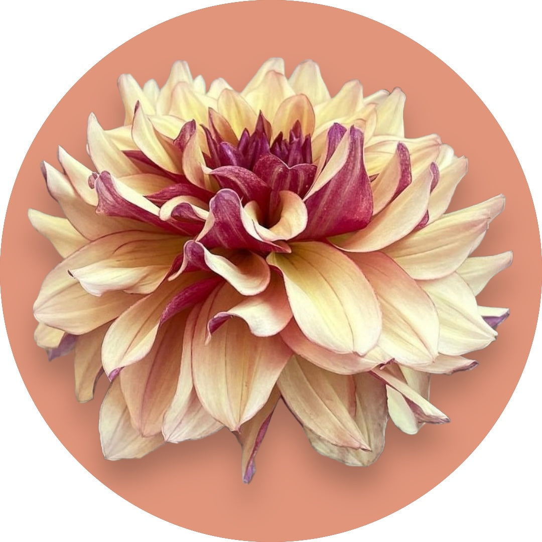 Dahlia - 'Creme de Cognac'