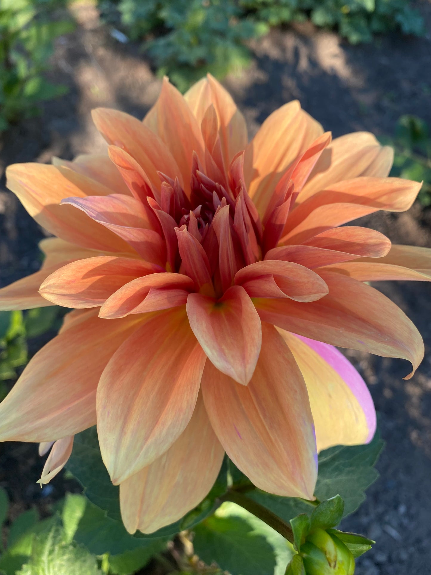 Dahlia - 'Babylon Bronze'