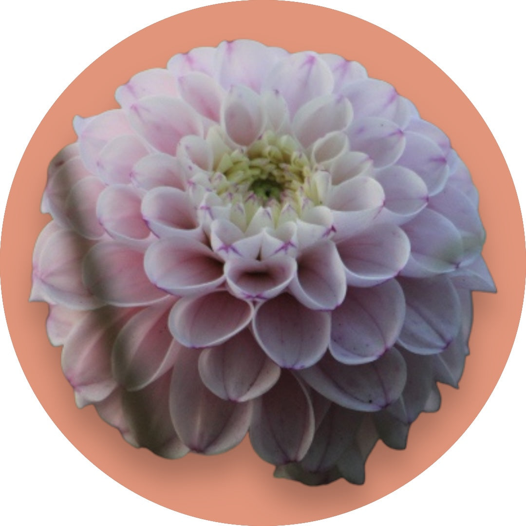 Dahlia - 'Genova'