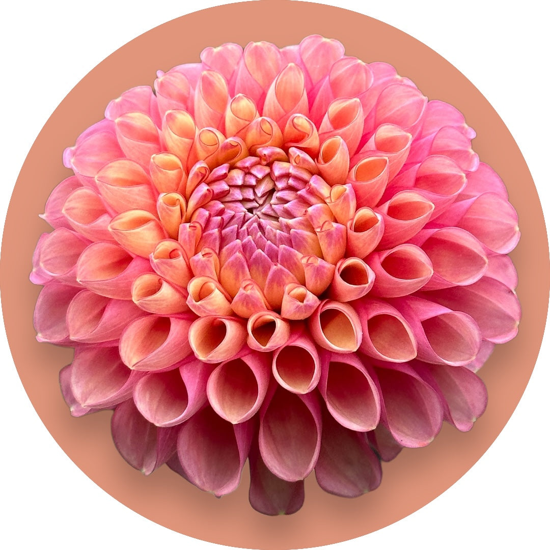 Dahlia - 'Jowey Frambo'