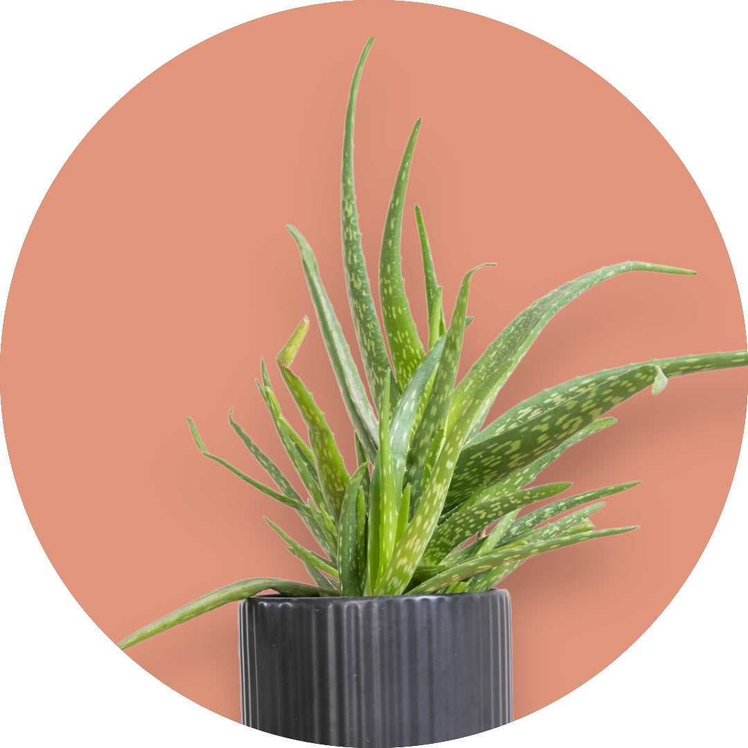 Aloe Vera