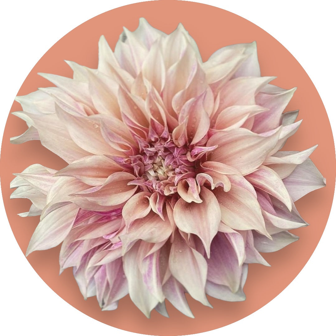 Dahlia - 'Cafe au Lait'