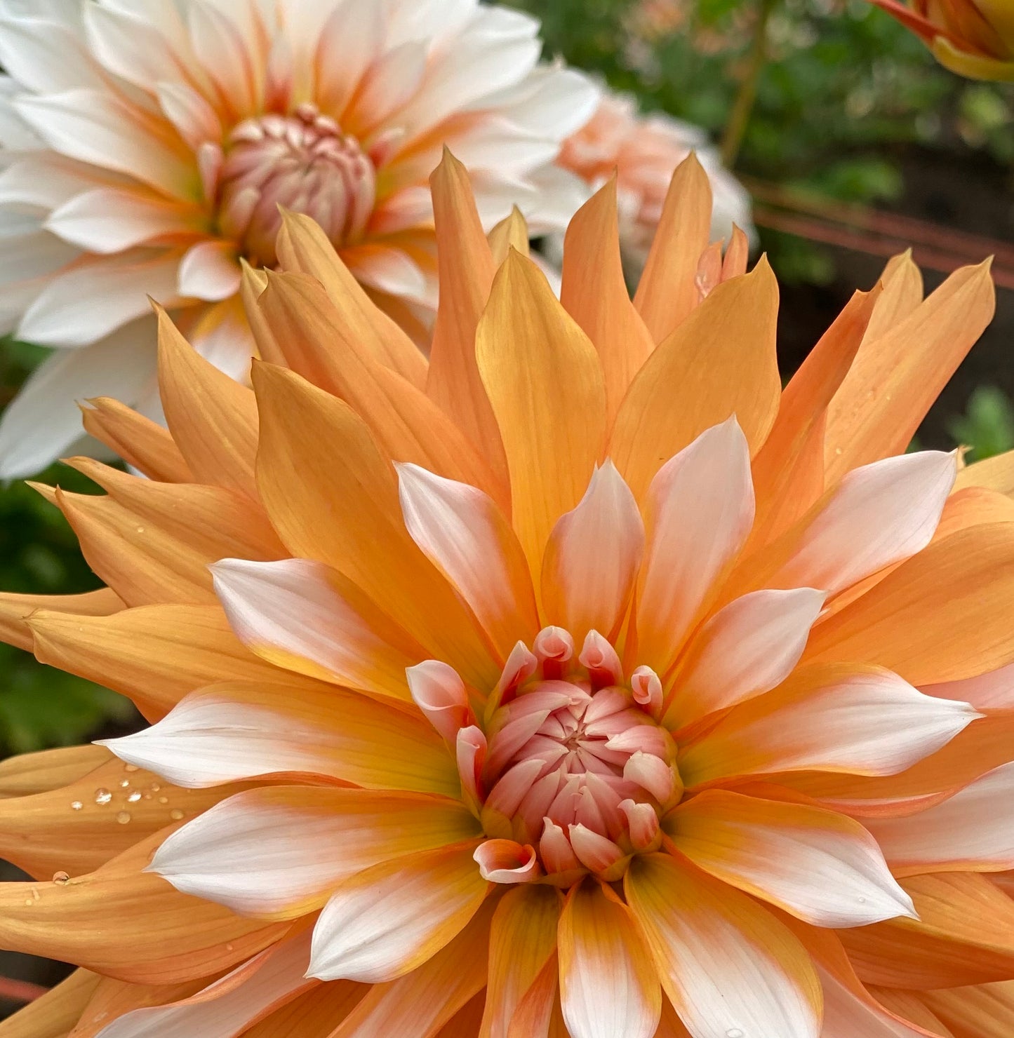 Dahlia - 'Orange & Snow'