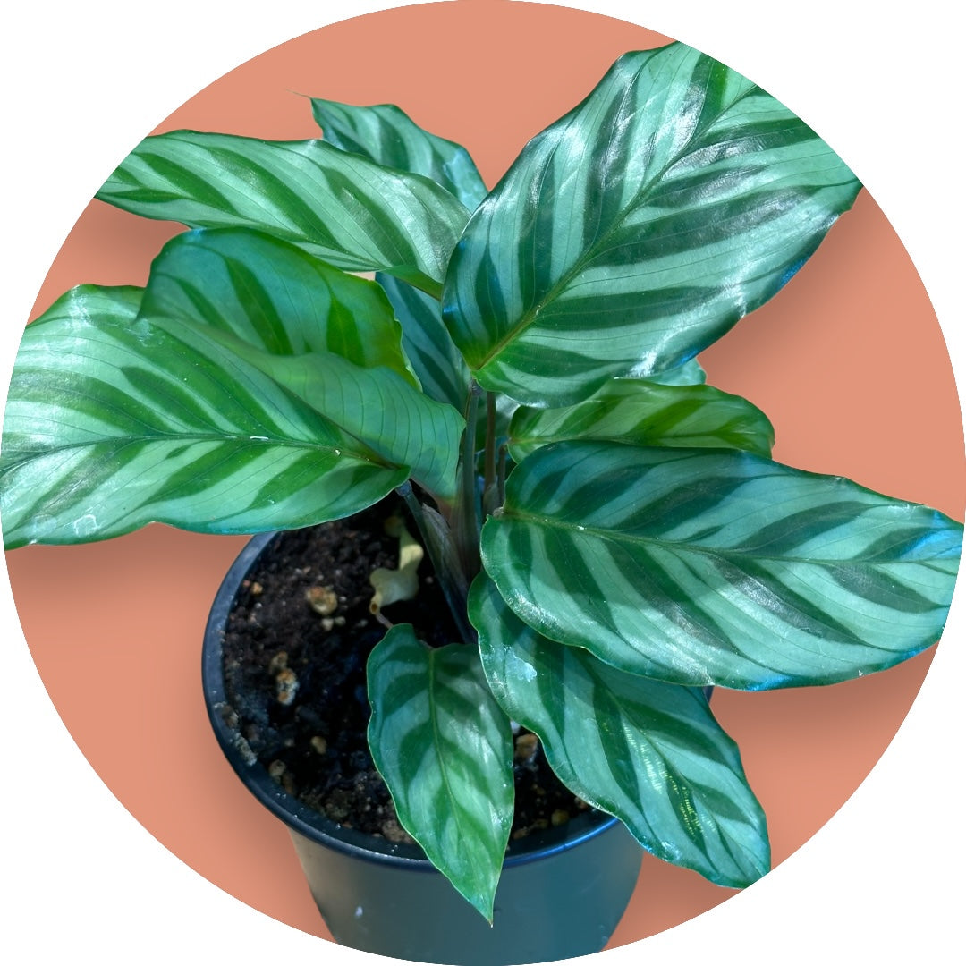 Prayer Plant- 'Freddy'