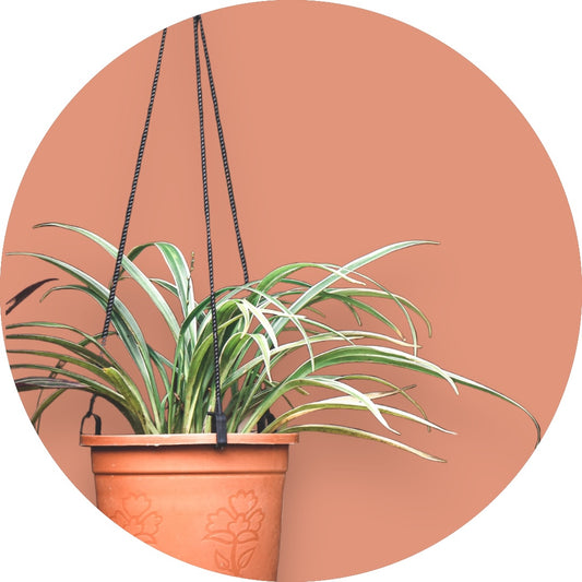 Spider Plant