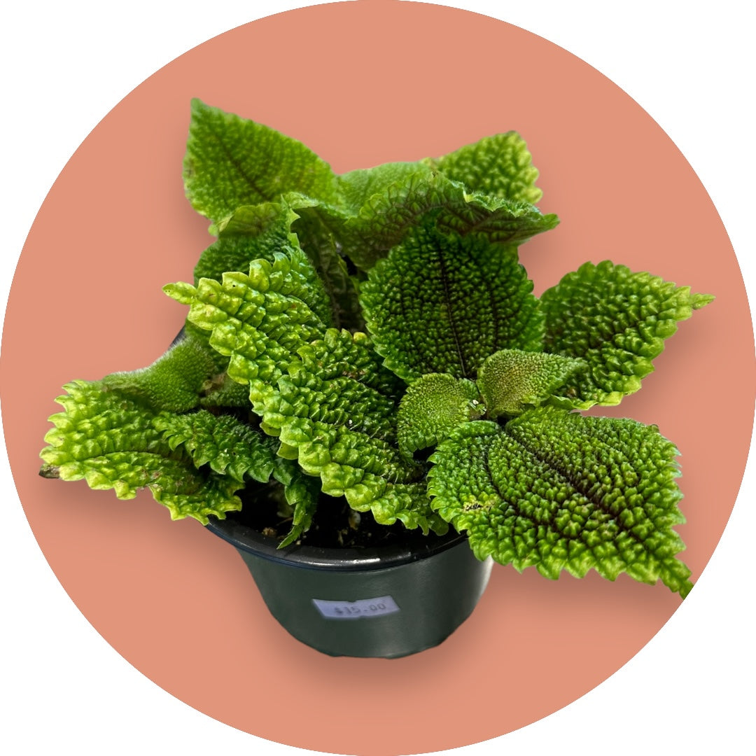 Pilea 'Moon Valley'