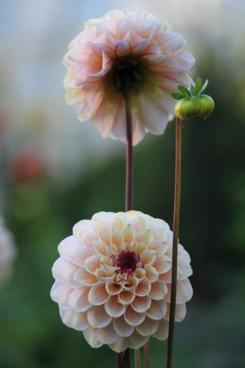 Dahlia - 'Wine Eyed Jill'